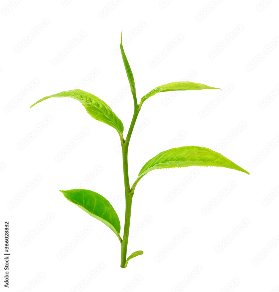 tea leaf on isolated white background tea leaf on isolated white background