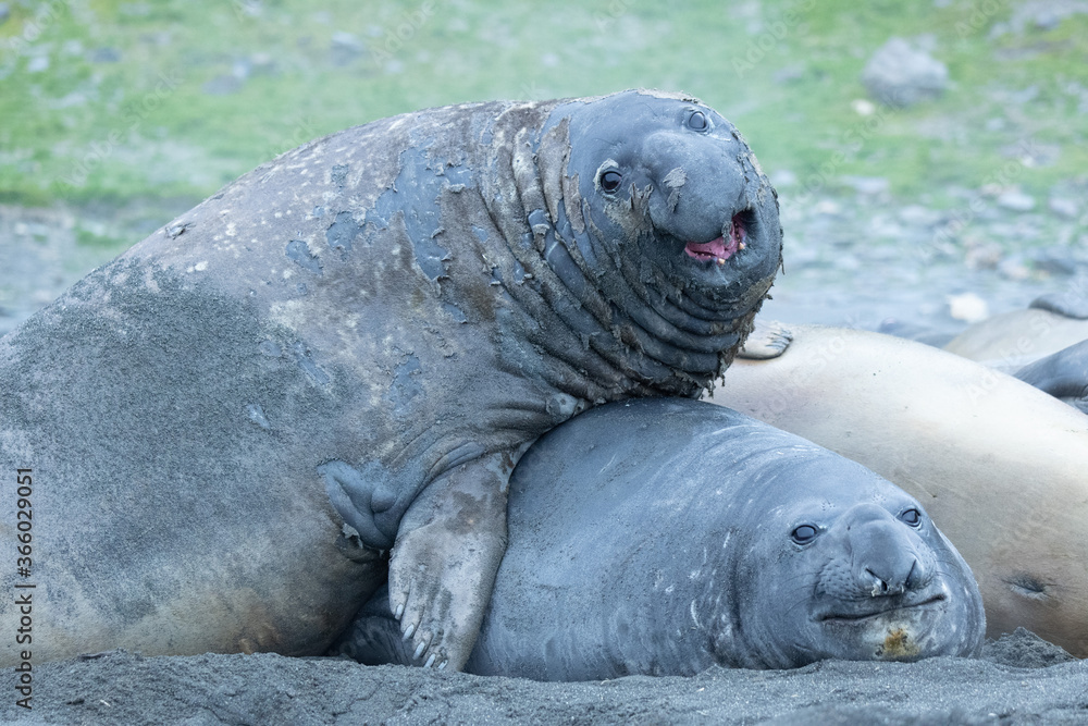 Fototapeta premium Elephant Seals at King penguin colony at St Andrews Bay, South Georgia