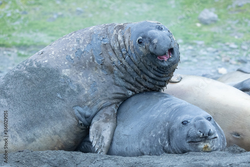 Elephant Seals at King penguin colony at St Andrews Bay, South Georgia