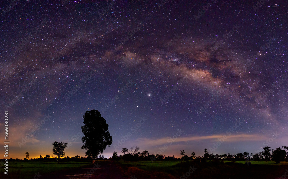Panorama Night starry sky with purple milky way and old tree in forest dark  night landscape. Space  Wilderness, wild  grain  and select white balance. Stock Photo | Adobe Stock