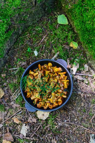 Fried chanterelles in a cast-iron pan next to a tree.