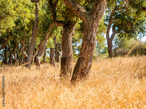 big cork oaks in the andalusian countryside. during summer, 