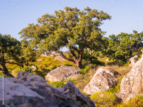 old cork oak in the andalusian countryside. "Parque de los alcornocales", Los Barrios, Andalusia, Spain, Europe