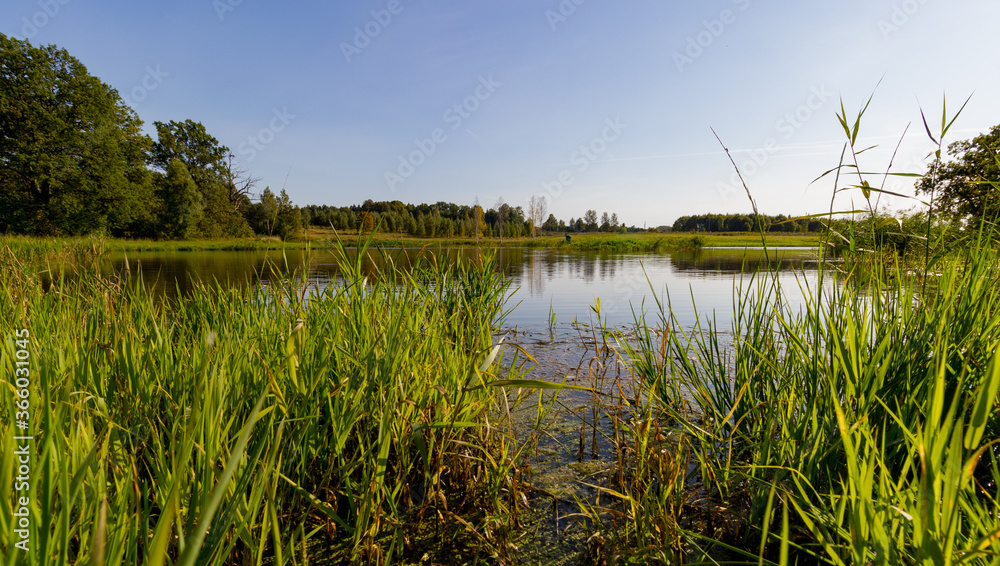 Blue sky,  trees reflected in the calm water of the lake.  In the foreground, bright green reeds grow on the shore. Rural landscape in Latvia