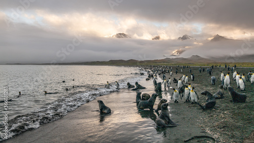 King penguin colony at St Andrews Bay, South Georgia