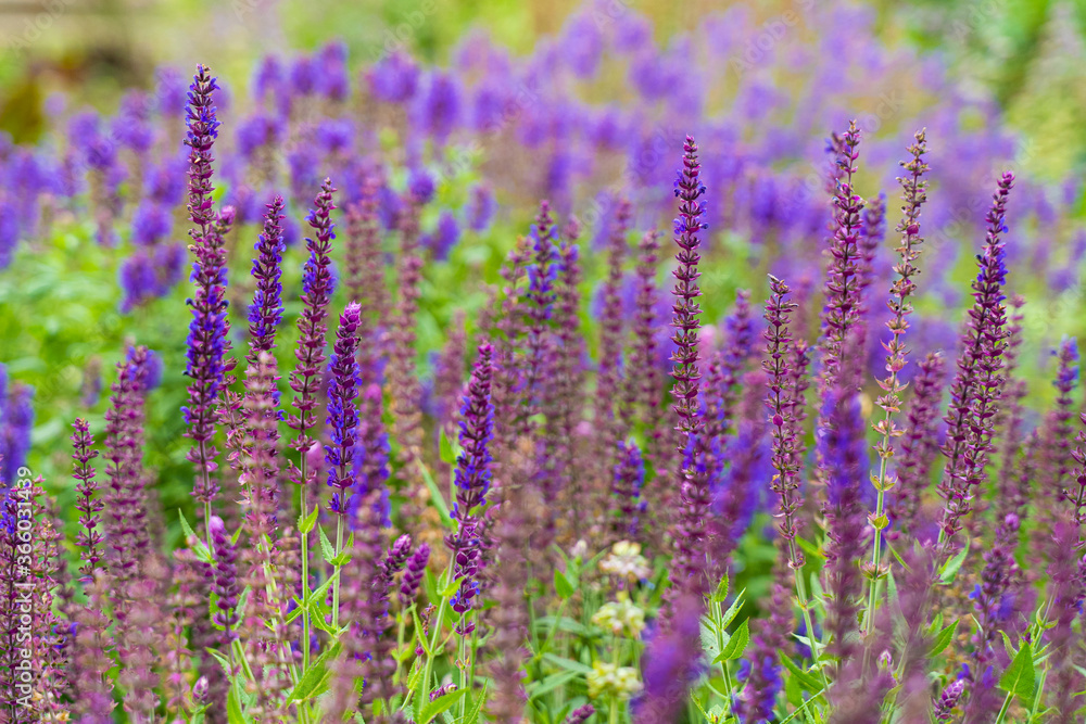 field of lavender field of lavender
