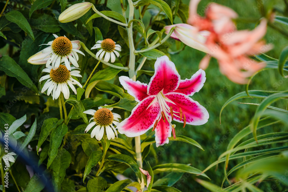 a Star Gazer lily and four white daisy's at dawn