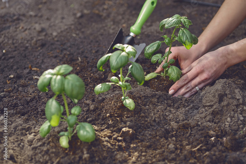 Hands of lady gardener are planting young green basil sprouts or plants in fertilized black soil. Sunlight, ground, small garden shovel. Close-up