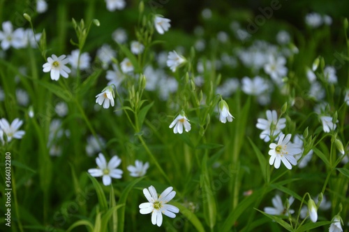 field of daisies