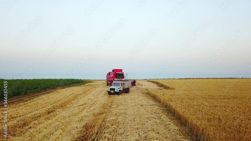 Aerial drone view. Overloading grain from combine harvesters into grain truck in field. Harvester unloder pouring harvested wheat into a box body. Farmers at work. Agriculture, harvesting season. Aerial drone view. Overloading grain from combine harvesters into grain truck in field. Harvester unloder pouring harvested wheat into a box body. Farmers at work. Agriculture, harvesting season.