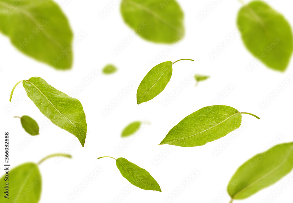 Flying green leaves of plum tree or tea, isolated on white background. Food levitation concept. Close up, copy space Flying green leaves of plum tree or tea, isolated on white background. Food levitation concept. Close up, copy space