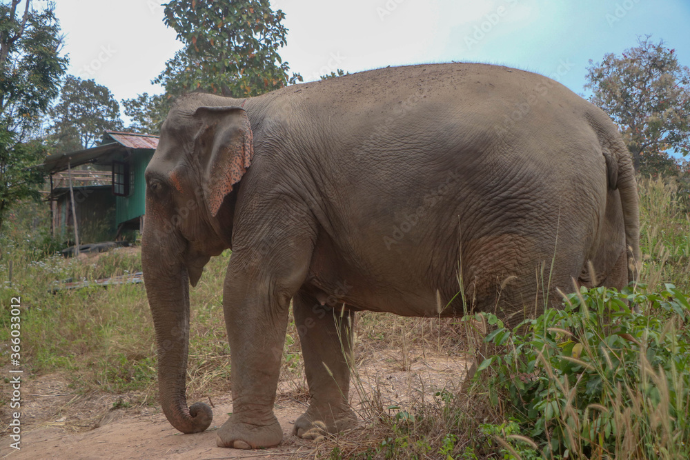 elephant in the water