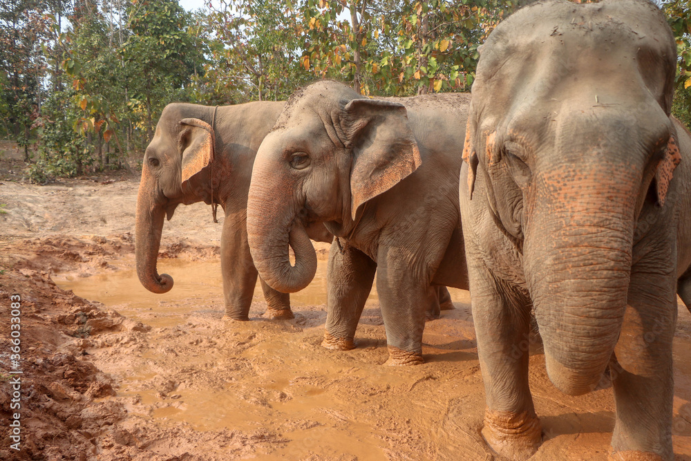 Fototapeta premium mother and baby elephant