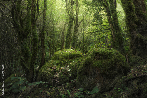 rocks covered with moss in a dense forest