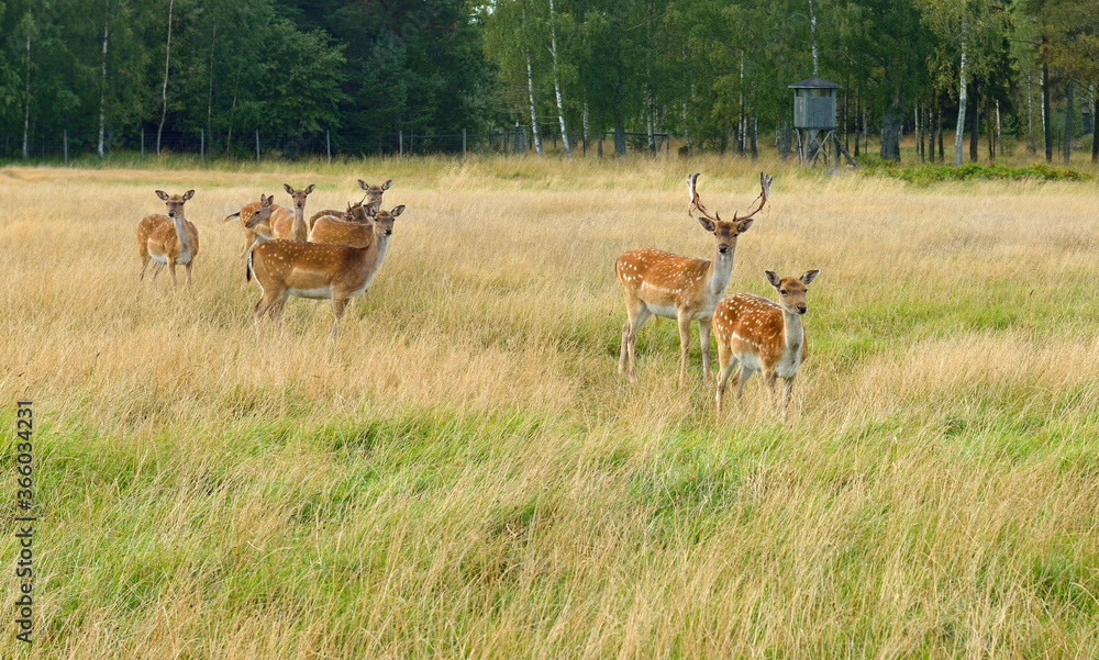 Sika deer (Cervus nippon, also known as spotted deer or Japanese deer) in meadow. Aland Islands Sika deer (Cervus nippon, also known as spotted deer or Japanese deer) in meadow. Aland Islands