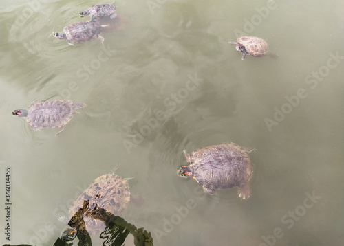 A lot of beautiful, wild turtles swims in the lake, the river in anticipation of feeding, food. Photograph, top view. photo