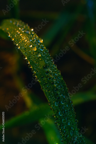 Beautiful water drops on lemon grass