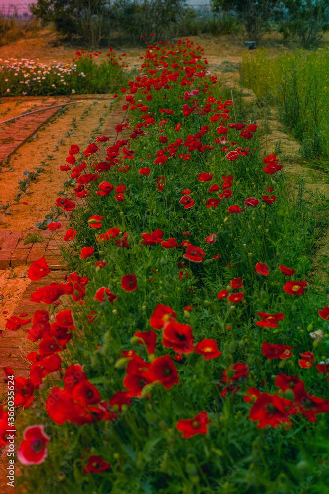 Red poppies or bright red flowers of love 