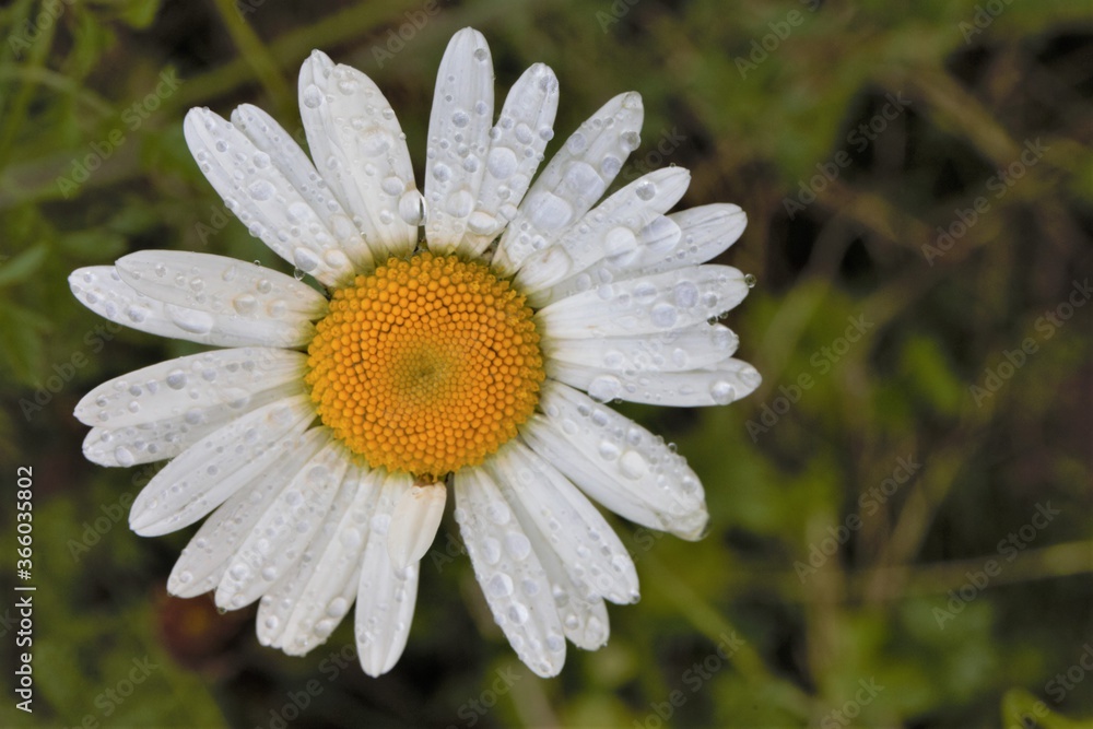 Fototapeta premium white daisy flower
