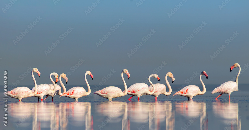 Naklejka premium Wild african birds. Group birds of pink african flamingos walking around the blue lagoon on a sunny day.