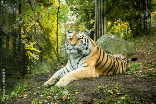 Fototapeta Naklejka Na Ścianę i Meble -  Calmness tiger rested at the zoo.