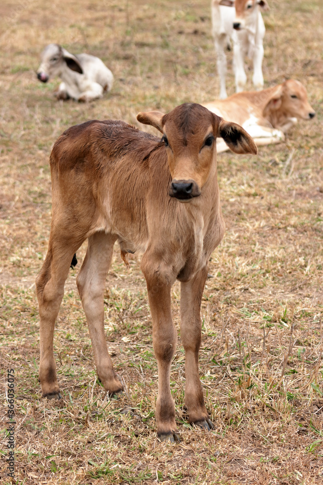 Very young calf in the Brazilian Pantanal; other calves in the background Very young calf in the Brazilian Pantanal; other calves in the background