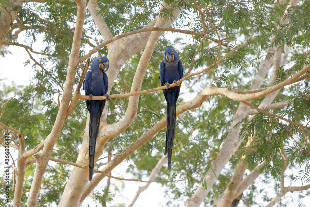 Photo inspiration: Picture Idea: Two Hyacinth Macaws Sitting On A Branch In The Brazilian