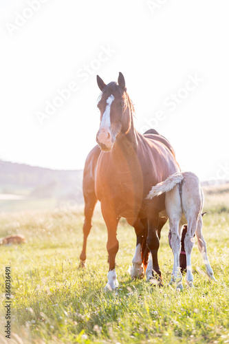 Cute little adorable horse foal in sunset on meadow. Fluffy beautiful healthy little horse filly.