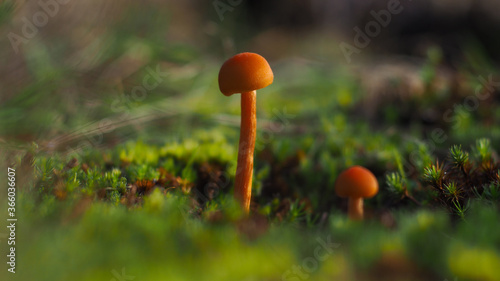 Petits champignons noyés dans un flou d'arrière-plan, dans des teintes verdâtres