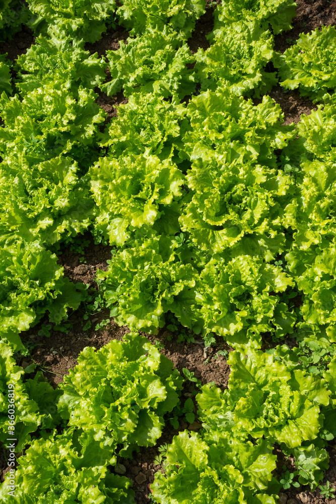 General shot of green lettuce in home garden in Cantabria, Spain, vertically