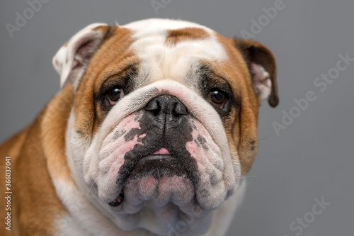 English bulldog portrait © B.Stefanov