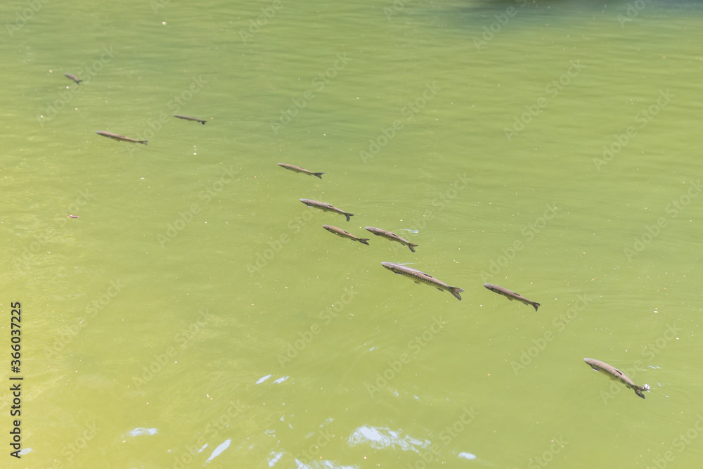 Fische in einem Fluß Fische in einem Fluß