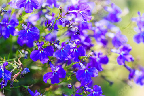 Blue flowers. Bright colored background of many blue flowers in the rays of the sun. Summer landscape. Copy space.