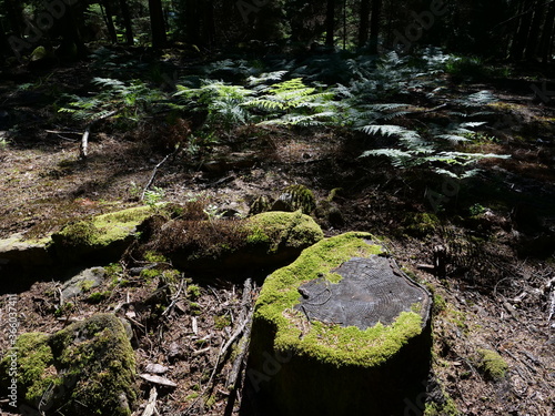 In the wood near Raon les Leau in the east of France. photo