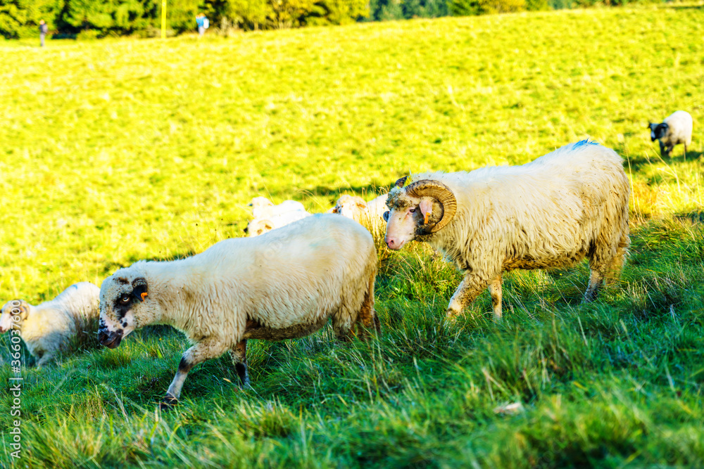 Obraz na plátně High in the mountains shepherds graze cattle among the panorama of wild forests and fields of Pieniny National Park