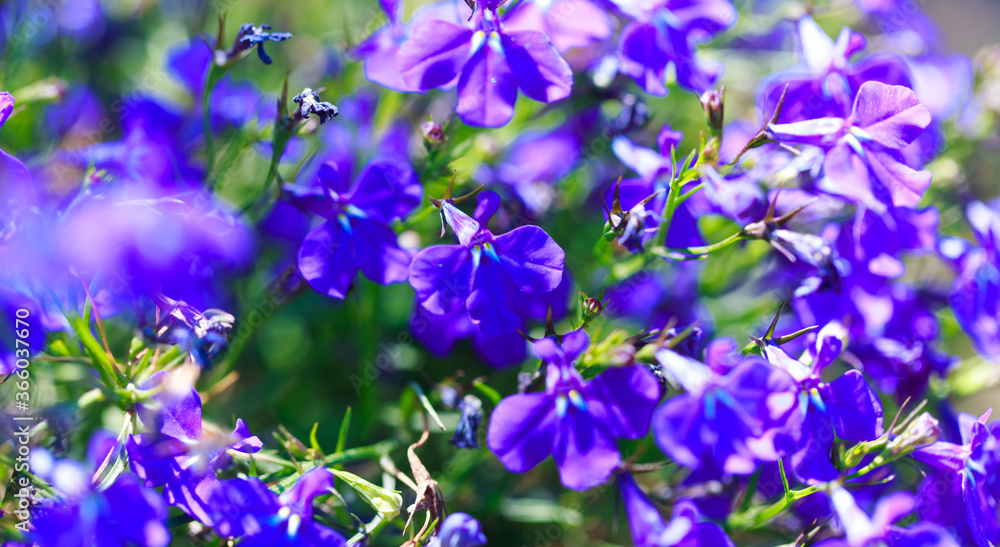 Blue flowers. Bright colored background of many blue flowers in the rays of the sun. Summer landscape. Copy space. Blue flowers. Bright colored background of many blue flowers in the rays of the sun. Summer landscape. Copy space.