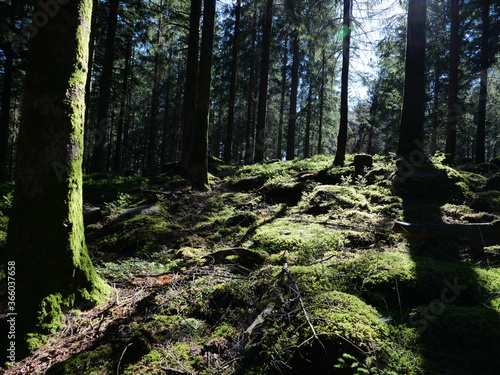 In the wood near Raon les Leau in the east of France. photo