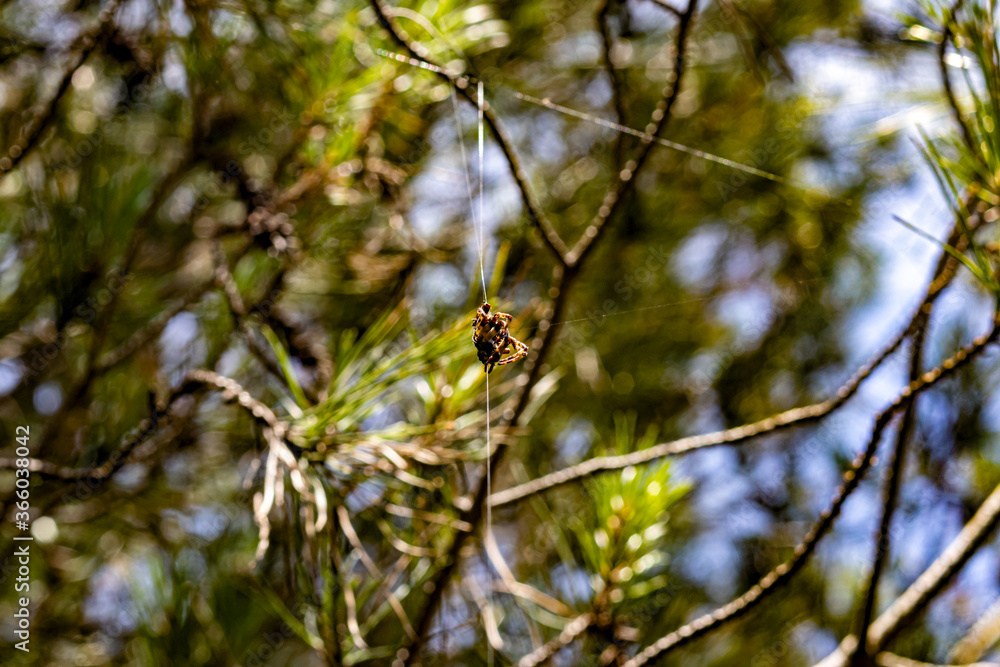 spider waiting in the middle of its web to hunt in the forest. wild life concept background. 