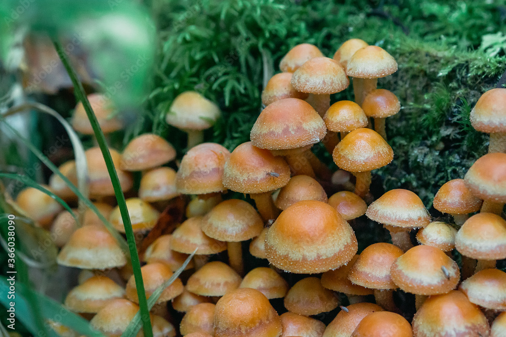 group of honey agaric on a stump. Armillaria, mellea close up group of honey agaric on a stump. Armillaria, mellea close up