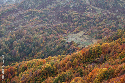 colorful autumn foliage on trees in the mountains close up
