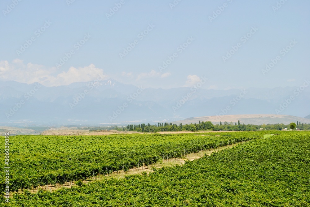 summer green vineyard with snow peak mountain. Gabala, Gebele Azerbaijian summer green vineyard with snow peak mountain. Gabala, Gebele Azerbaijian