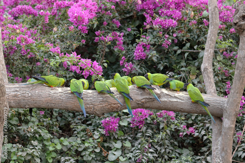 Blackhooded parakeets feeding on manioc flower in an ecotourism hotel in the Brazilian Pantanal photo