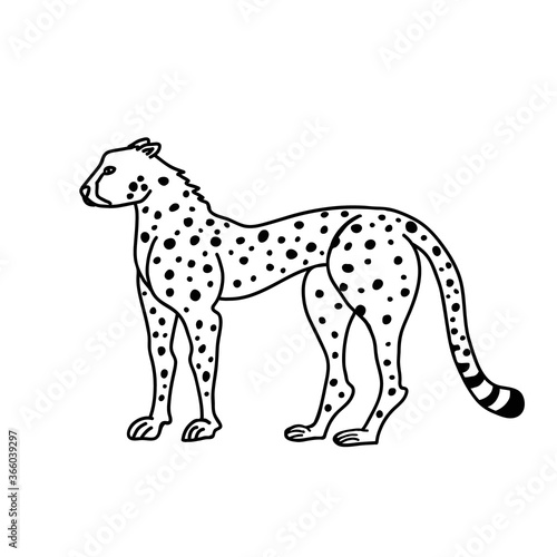 Cheetah vector illustration. Safari animal line drawing