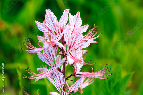 Diktamnus, ash flower or uncaptured bush. Wild poisonous flower. Natural background photo