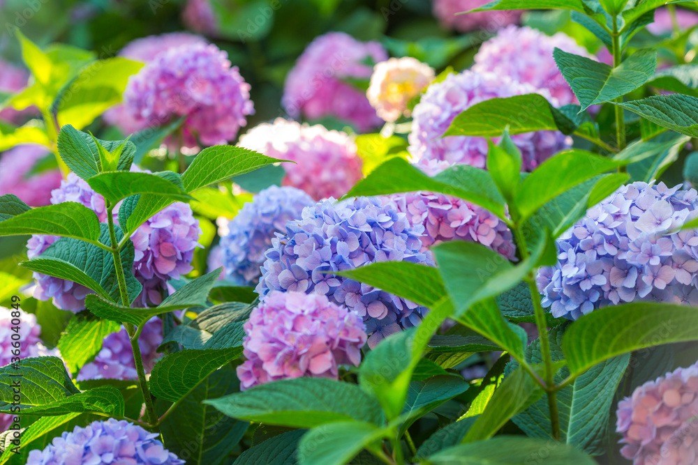 Delightful background with bushes of lilac hydrangea in sunlight with place for text.
Delightful background with bushes of lilac hydrangea in sunlight with place for text.