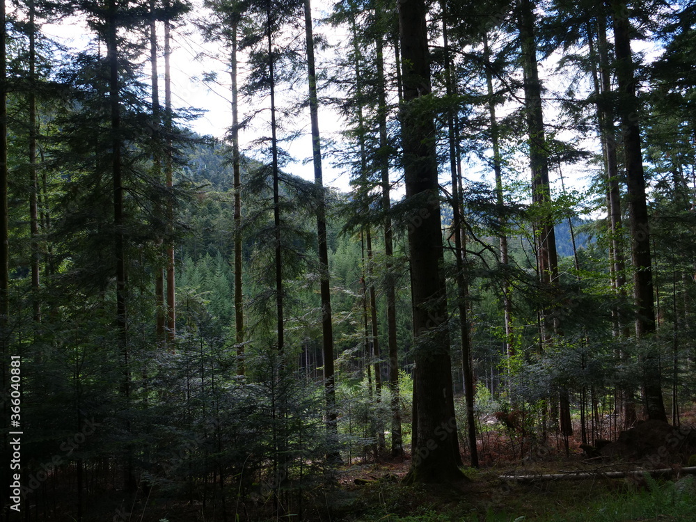 The forest and the wood in the Vosges department. France, july 2020.