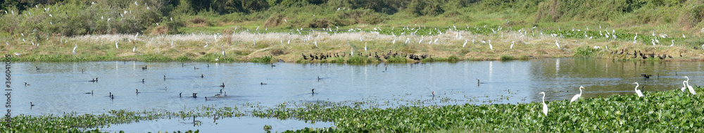 Wetlands teeming with water birds, along the nature parkway in the Brazilian Pantanal. Wetlands teeming with water birds, along the nature parkway in the Brazilian Pantanal.
