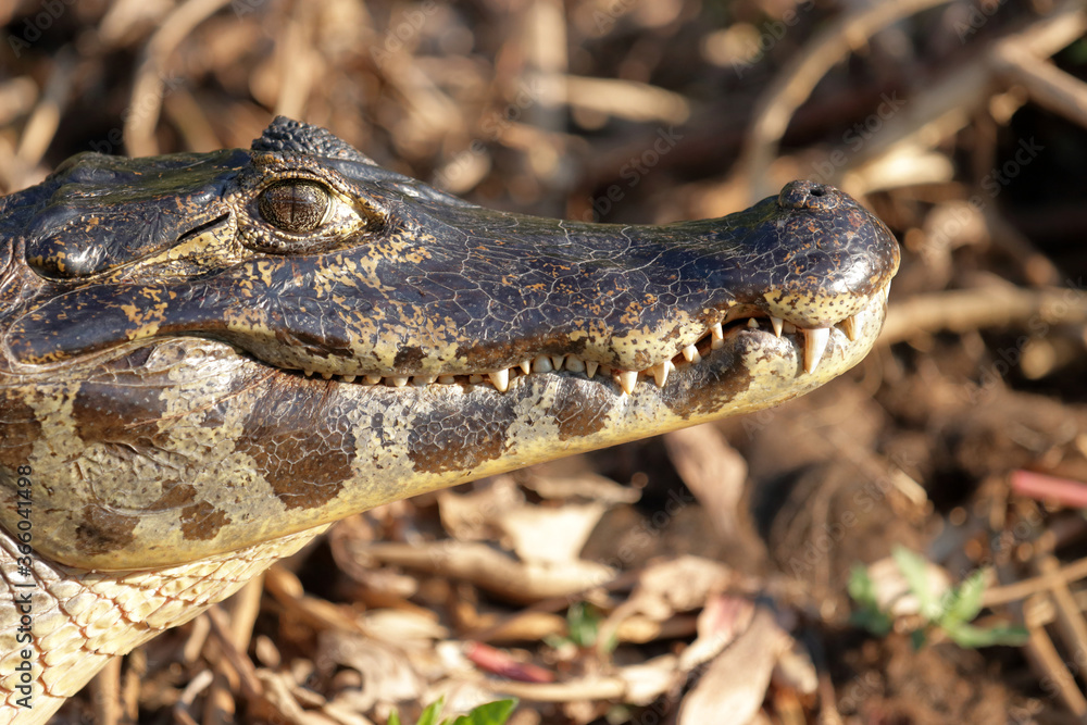 Fototapeta premium Head of an alligator or caiman in the Brazilian Pantanal.