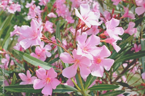 Fototapeta Naklejka Na Ścianę i Meble -  pink aleander flowers in the garden
