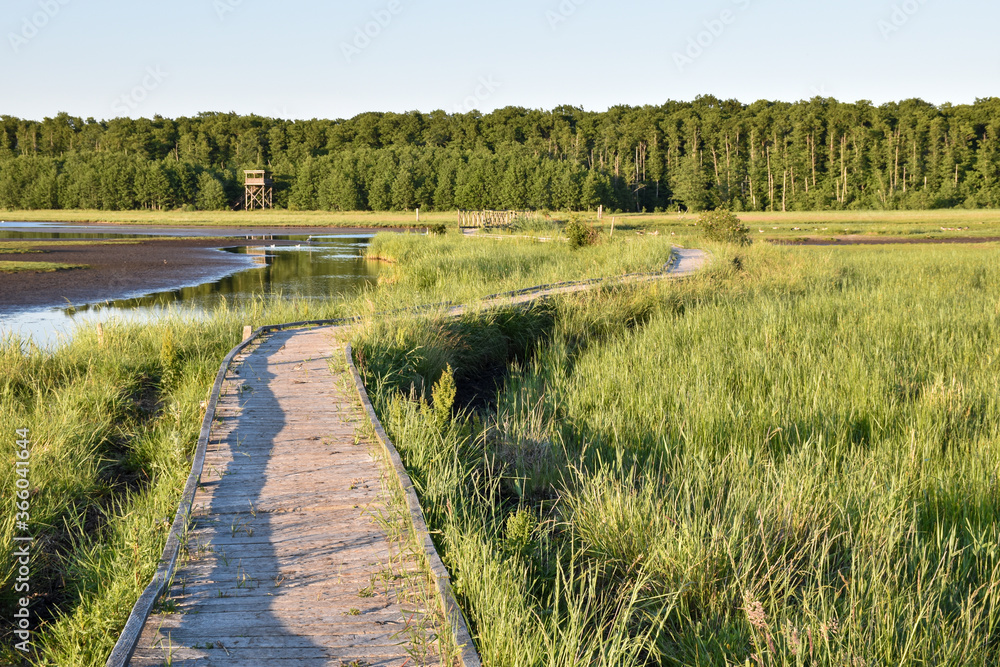 Winding wooden footpath through a wetland